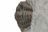 Enrolled Eldredgeops Trilobite Fossil - Paulding, Ohio #224922-3